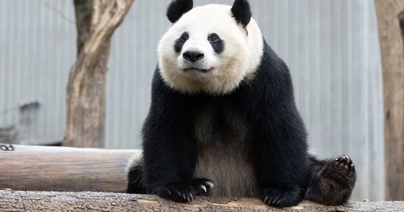Пекин и Токио разругались: зоопарки останутся без панд