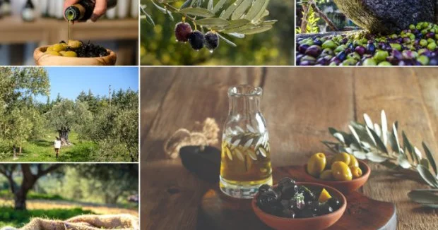 Türkiyədə zeytun və zeytun yağı mövsümü turistləri cəlb edir