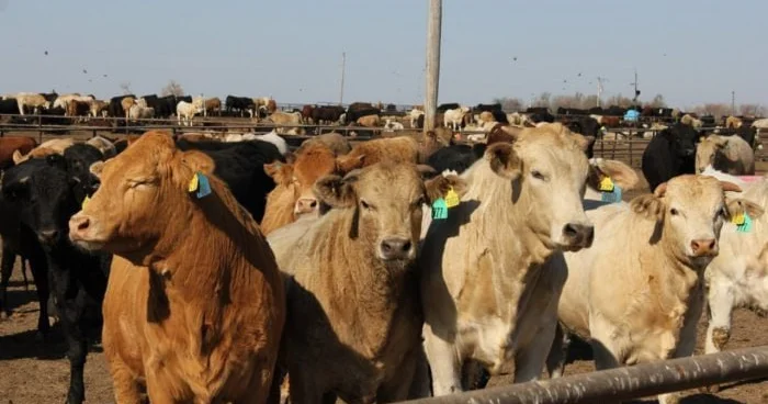 Heyvanlar arasında yayılan dabaq infeksiyası ilə bağlı SON VƏZİYYƏT RƏSMİ