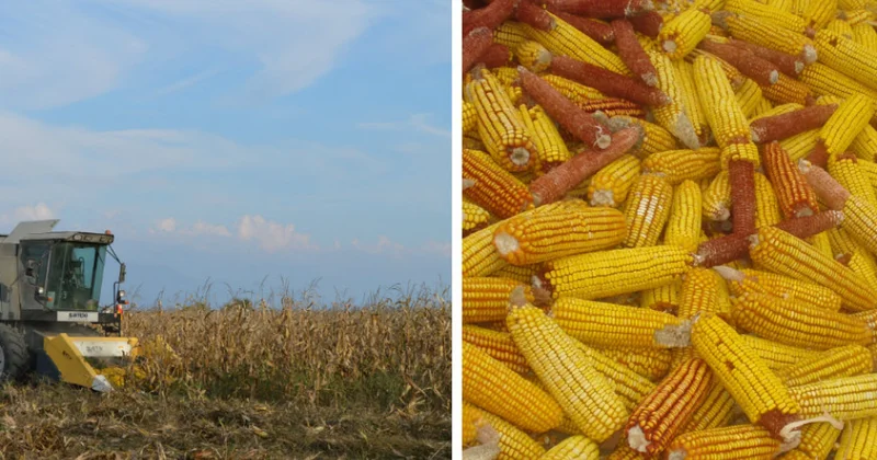 Balakəndə dən qarğıdalı istehsalı artıb