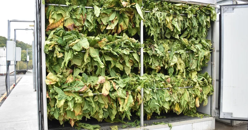 “Zaqatala AGRO İndustry” MMC nin emal məntəqəsində indiyədək 337,6 ton quru tütün istehsal edilib