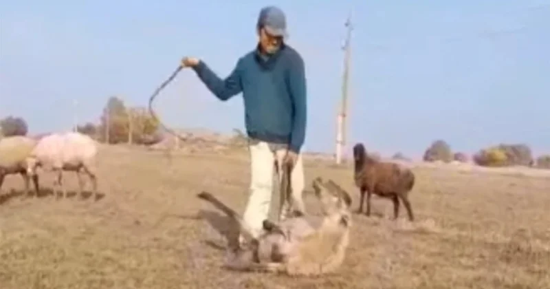 İnsanın heyvanlarla bağlı hansı məsuliyyəti var?