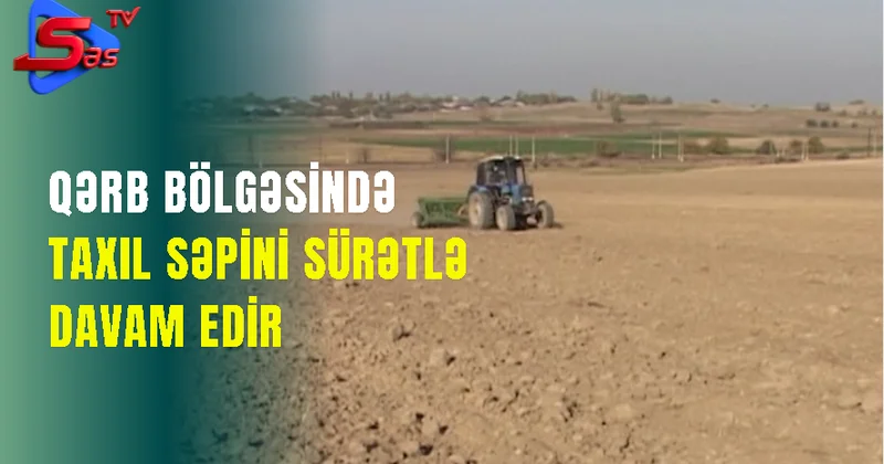 QƏRB BÖLGƏSİNDƏ TAXIL SƏPİNİ SÜRƏTLƏ DAVAM EDİR