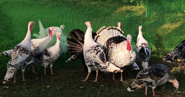 Şükranlıq günü nə cavabımız: Biləsuvarda hindquşu festivalı keçirilib FOTOLAR