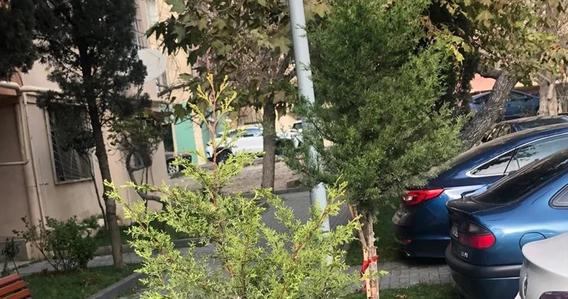 Baş redaktor çinar və şam ağaclarından ibarət olmaqla 30 ağac əkib