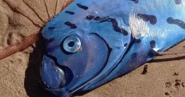 Avstraliyada nəhəng “qiyamət balığı” sahilə çıxıb...