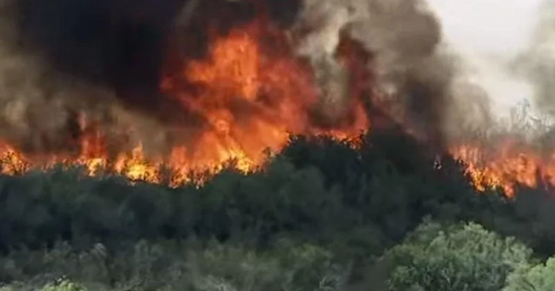 Gürcüstanda meşə yanğınlarının sayı artıb