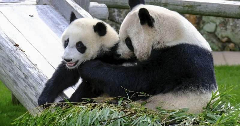 Çin Yaponiya gərginliyi pandalara da təsir etdi