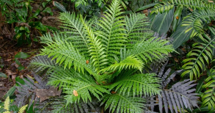 Çindən inqilabi texnologiya: Fitohasilat