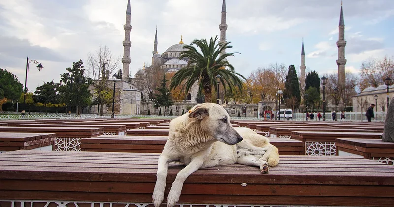 В Стамбуле запретили кормить бездомных собак