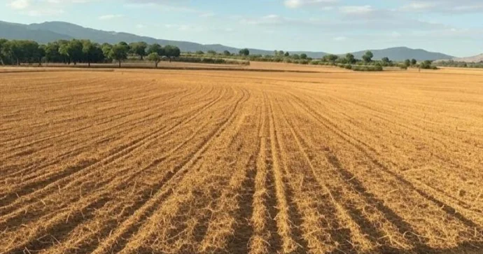 Azərbaycanın müxtəlif regionlarında 31 torpaq hərracı keçiriləcək