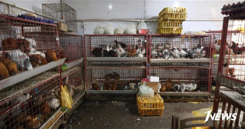 Незаконный убой птицы и нарушения санитарии выявлены на рынке в Баку ФОТО ВИДЕО