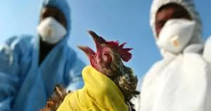 Dünyada ilk dəfə: İnsan quş qripi nə yoluxdu