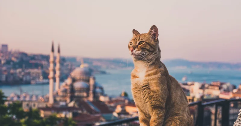 Стамбул стал всемирным городом котов