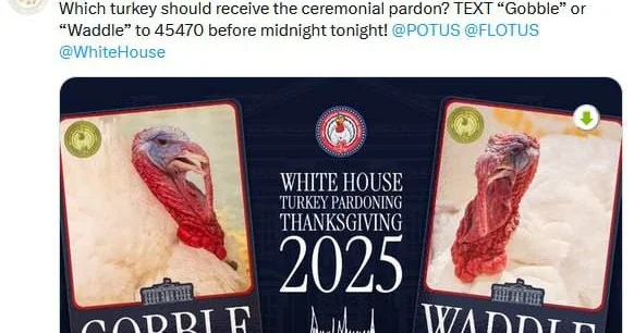 Bu hind toyuqlarından yalnız biri sağ qalacaq