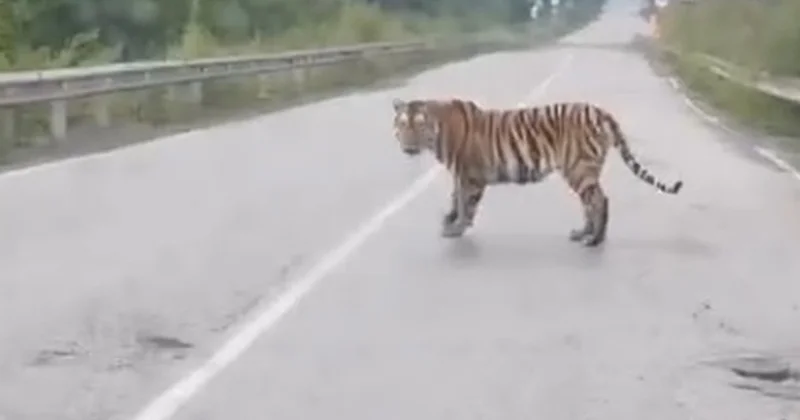 Primoryedə böyük bir yırtıcı bir avtomobilin yolunu bağladı və videoya çəkildi