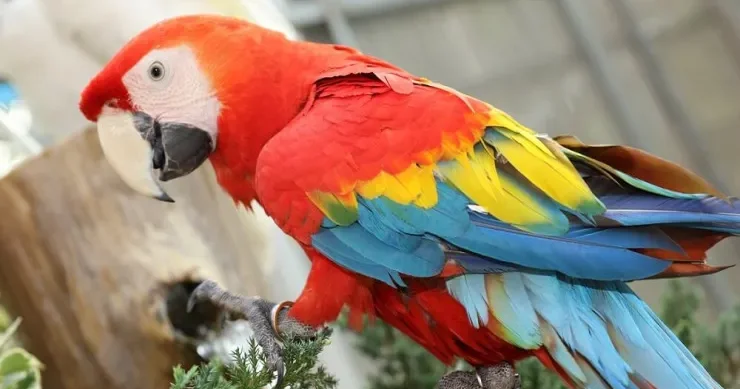 Papuqay kafedən kofe oğurladı , polis çağırıldı