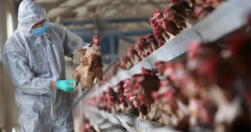 Швейцария усилила меры против птичьего гриппа