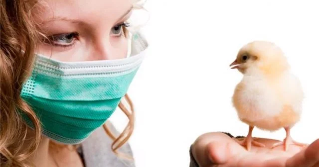 ABŞ da H5N5 quş qripi səbəbindən ilk insan ölümü qeydə alınıb