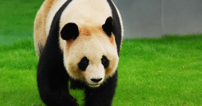Ölkələr arasında narazılıq pandalara da təsir etdi