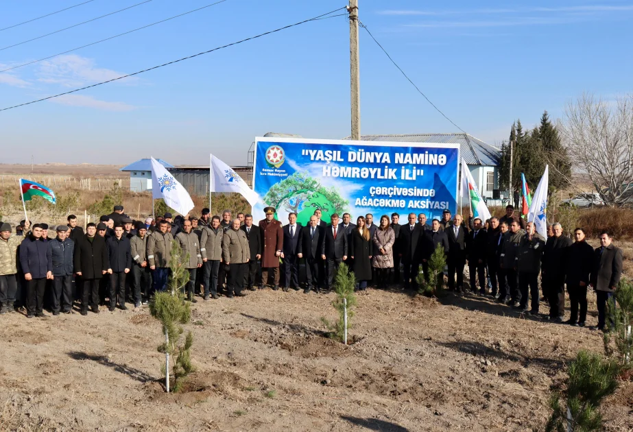 Samuxda 3000 ədəd Eldar şamı, Xan çinarı və sərv ağacı əkilib AZƏRTAC