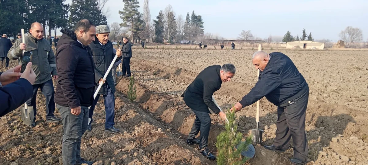 Bərdədə prezidentin ad günü münasibətilə minlərlə ağac əkildi