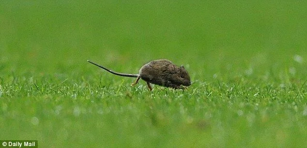 İngiltərə nəhənginin stadionunu siçanlar basdı