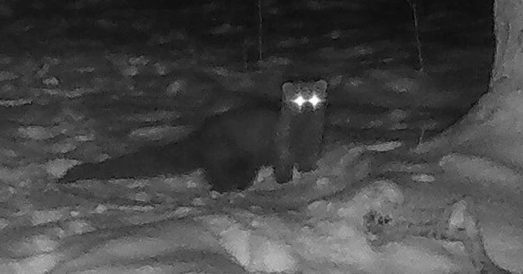 Редкое животное заметили впервые с 1800 х годов ФОТО ВИДЕО