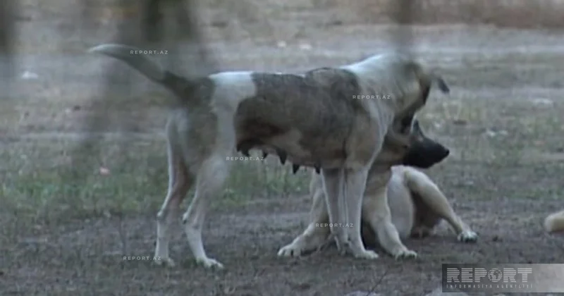 Стало известно состояние пострадавшего от укусов бродячих собак в Уджаре ОБНОВЛЕНО