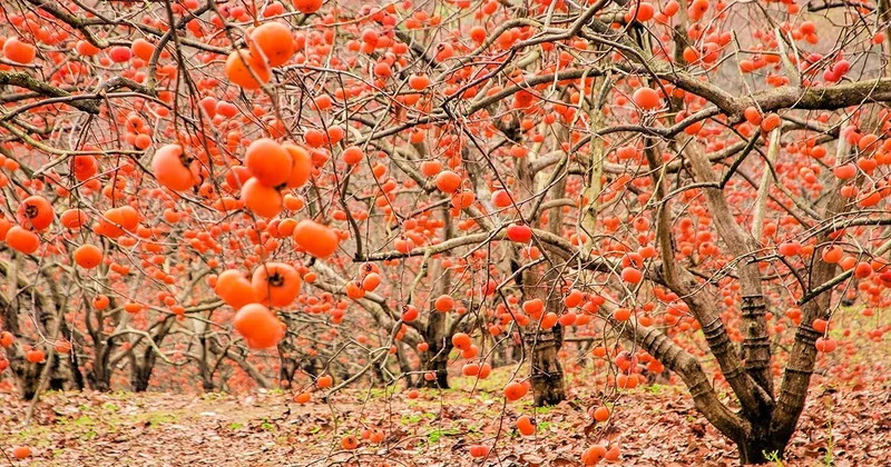 Azərbaycandan 07,7 milyon dollarlıq xurma ixrac edilib