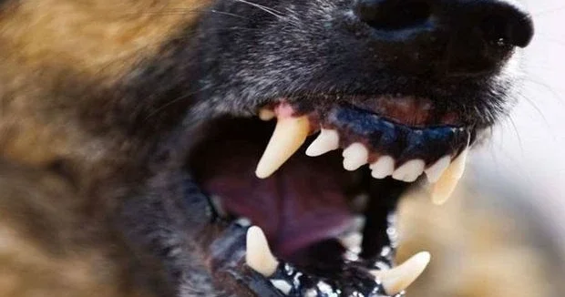 Бездомные собаки покусали пожилого мужчину в Уджаре