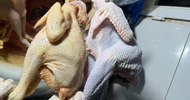 Бройлерные куры продают под видом "деревенских" как их отличить?