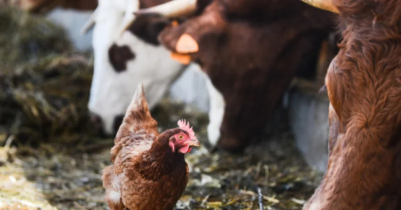 Heyvan və quş xəstəlikləri ilə əlaqədar bəzi ərazilərdən idxala müvəqqəti məhdudiyyət qoyulub