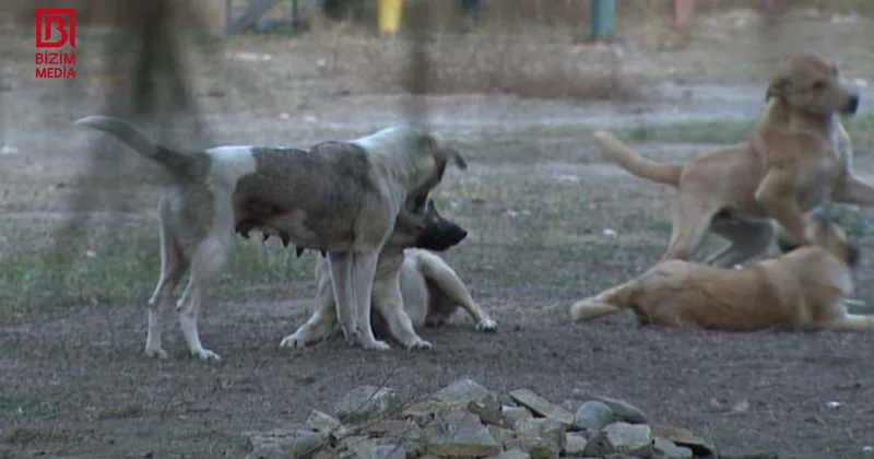 Ucarda sahibsiz itlər 61 yaşlı kişiyə hücum etdi FOTO/VİDEO