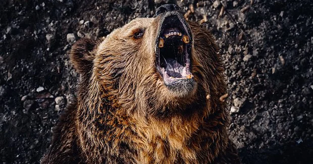 Yapon xalqı qəzəbli ayılardan qisas almaq üçün onları yemək qərarına gəlib