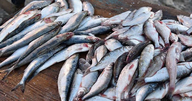 Рыба в приоритете