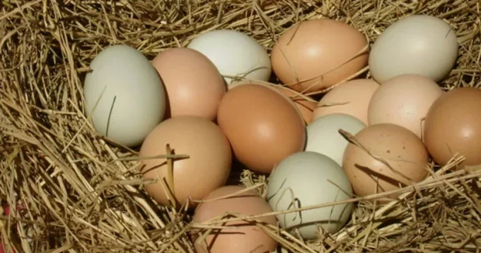 Broyler yumurtasının hansı ziyanı nə var ki, kənd yumurtasına tələbat artıb? AÇIQLAMA