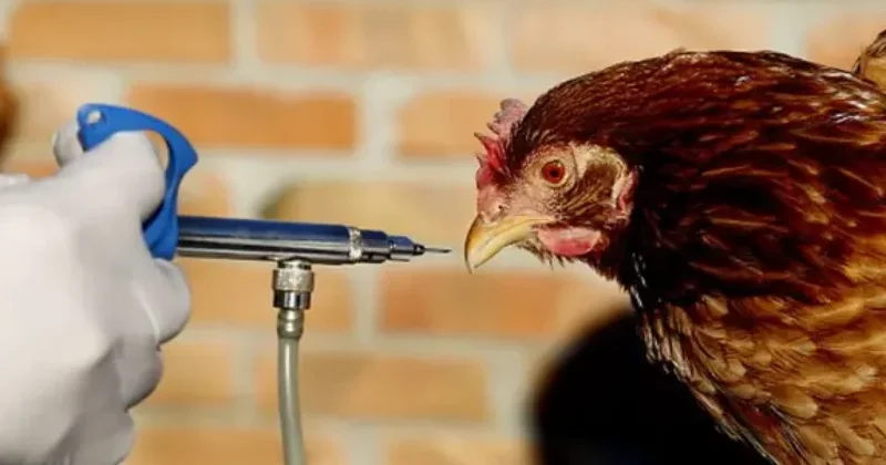 Bir sıra ölkələrdən Azərbaycana malların idxalına məhdudiyyət qoyuldu