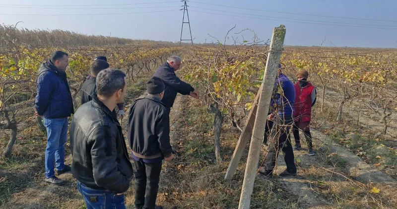 От лозы до урожая