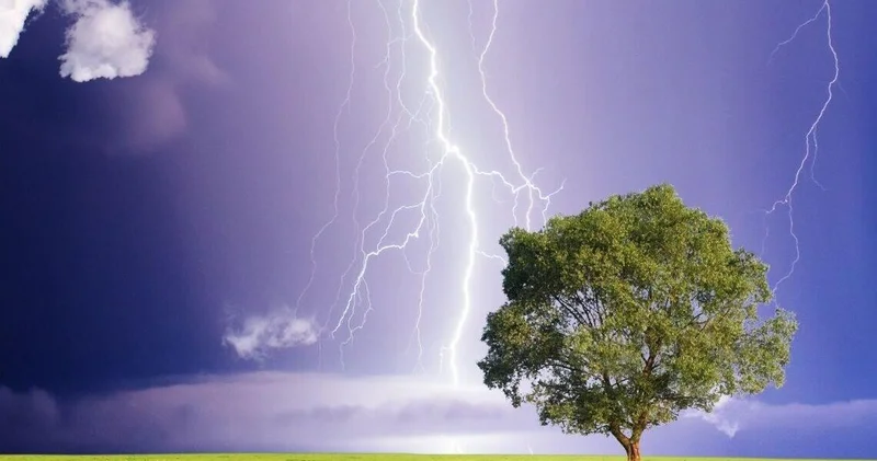 Evin hüzurunu qaçıran ağaclar: Mütəxəssislərdən ciddi xəbərdarlıq