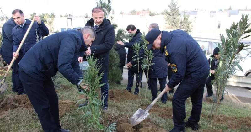 Səbaildə ağacəkmə aksiyası keçirildi FOTO