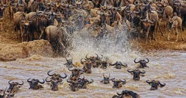 Ən böyük heyvan toplaşmalarına şahid olan 5 yer