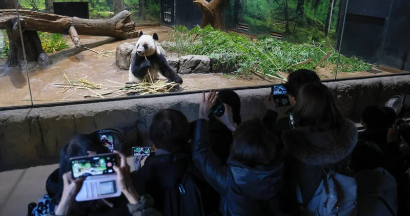 Yaponlar ölkədəki son pandalarla vidalaşırlar