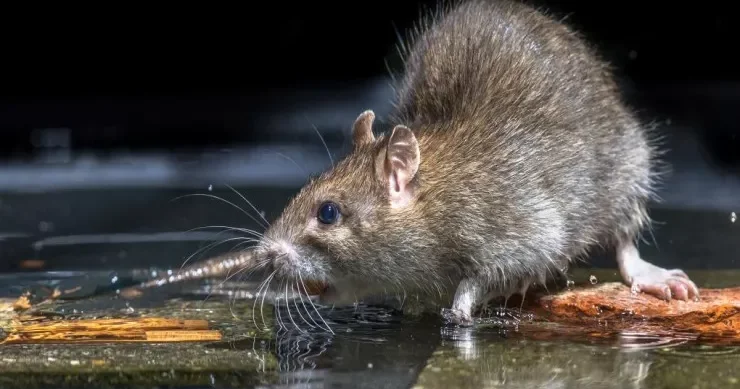 Heyvanlar yuxuda nə görürlər? Maraqlı faktlar AÇIQLANDI