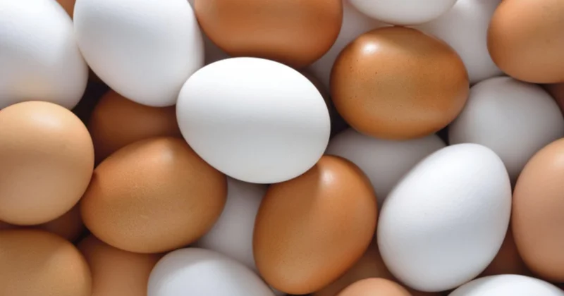 Doğru bildiyimiz YANLIŞ Qabığı hansı rəngdə olan yumurta daha faydalıdır?