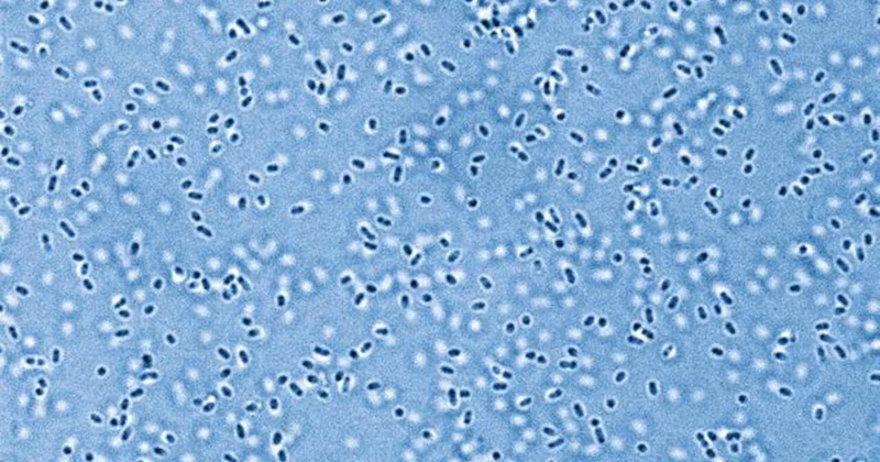 Ученые впервые приблизились к разгадке происхождения жизни