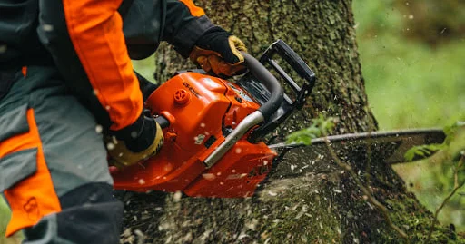 Əhmədlidə AĞACLARIN KƏSİLMƏSİ ilə bağlı rəsmi qurumdan cavab