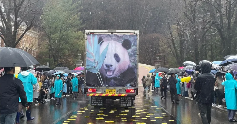 Yaponların panda dərdi Minlərlə insan vida mərasiminə gəldi