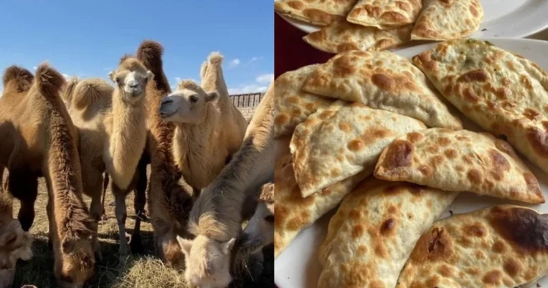 “Dəvə qutabı“ adı ilə müştərilər aldadılır: Paytaxt restoranları ilə bağlı İDDİA