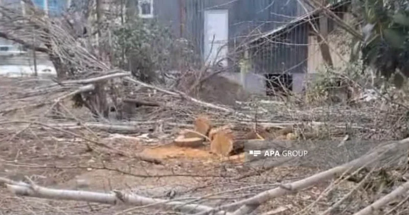 Tovuzda ağaclarının qırılması ilə bağlı araşdırma aparılır